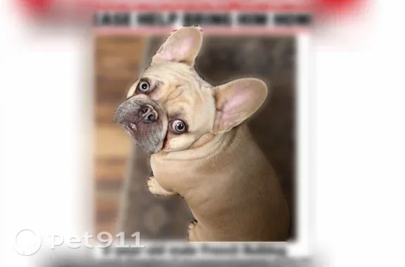 Lost Dog, Bowling Road, 1709, Fuquay-Varina, Fuquay-Varina — male, all tan - photo