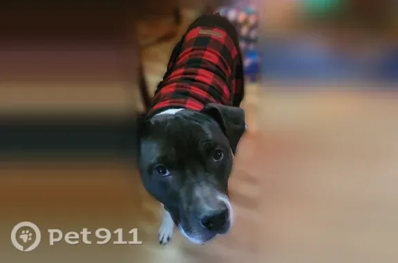 Lost male dog, Questend Drive North, 2849, Indianapolis — black and white pitbull mix - photo