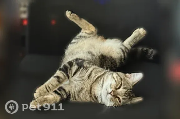 Lost cat, West Rosemonte Drive, 4210, Phoenix, Glendale — male blotched tabby - photo