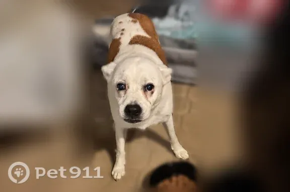 Found dog Chelsea, photo: Found dog, County Road 36, 81, Chelsea, Chelsea — friendly female Jack Russell mix