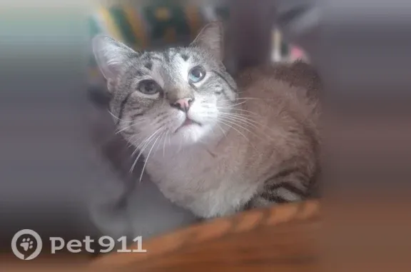 Missing cat St. Cloud, photo: Lost cat, Washington Memorial Drive, 1019, St. Cloud — male grey tabby with blue eyes