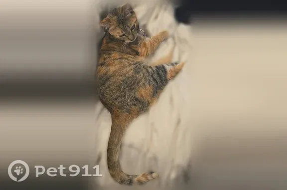 Missing cat Sunnyvale, photo: Lost female cat, Park Boulevard, Palo Alto, Sunnyvale — orange calico with pink collar