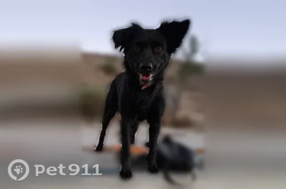 Lost female dog, Kodiak Drive, 30, Basalt, Aurora — small black mixed breed - photo