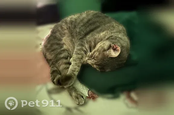 Lost cat, Ash Way, 13806, Everett — female brown/gray tabby with ringed tail - photo