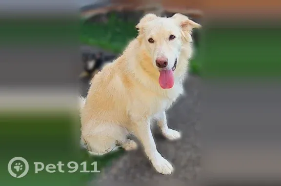 Missing dog Los Angeles, photo: Lost dog, Aulii Street, Honolulu, Los Angeles — female white husky-shepherd mix