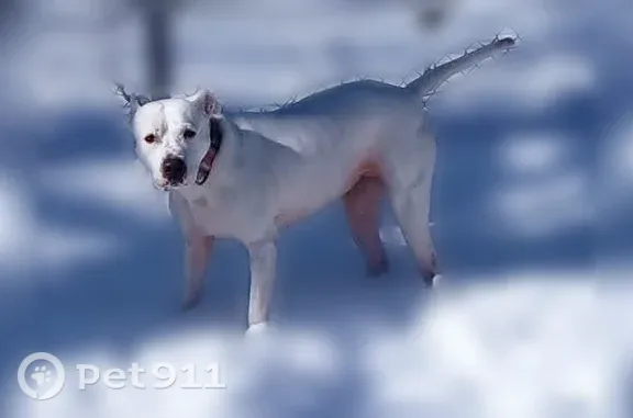 Lost dog, Northlake Drive, Warner Robins — female white Pitbull, 9 years old - photo
