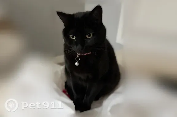 Lost male cat, West La Mancha Avenue, 9440, Las Vegas — black cat with a bell collar - photo