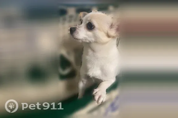 Lost female dog, Beachy Avenue, 9507, Los Angeles — small with white fur - photo