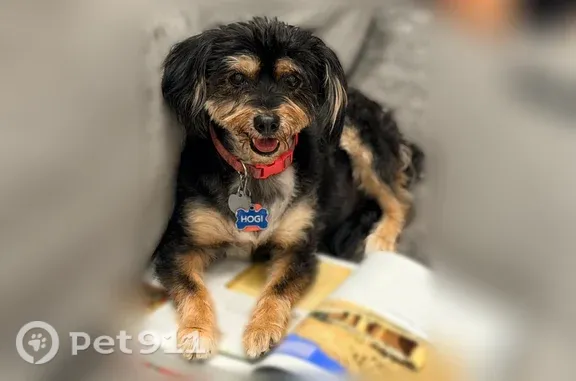 Lost female dog, Preserve Parkway North, 5000, Greenwood Village — small and black with tan and cream markings - photo
