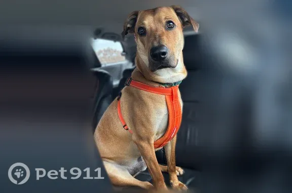 Lost dog, Decatur, Tennessee, Cleveland — male, mixed with Great Dane and Labrador - photo