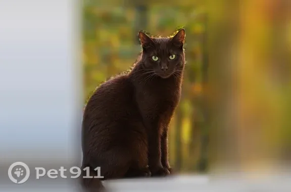 Lost cat, Stone Creek Drive, 464, Hull — male with green eyes - photo