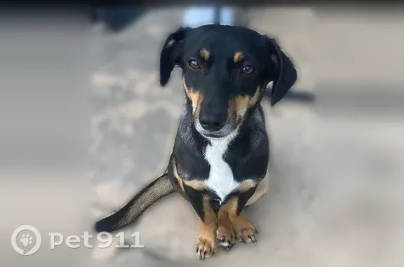 Lost pets Kansas City, photo: Lost Dog, North Jackson Avenue, Kansas City — female Chaweenie with a white chest