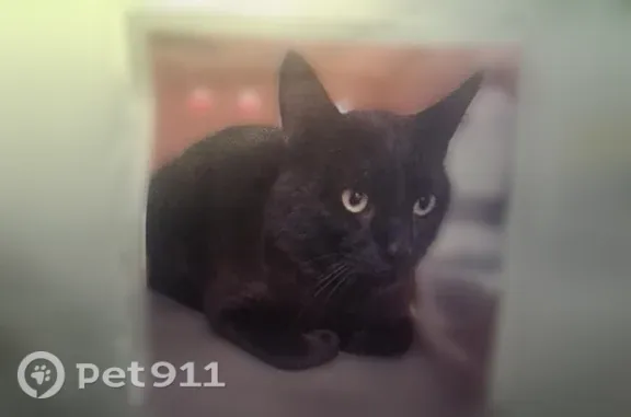 Lost male cat, Mc Elheny Road, Antioch — black coat and light green eyes - photo