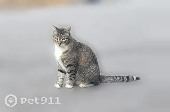 Lost cat, Houston Street, 2822, Fort Smith — white chest and feet - photo