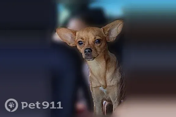 Lost female dog, Porterville — small, brown, with big ears - photo