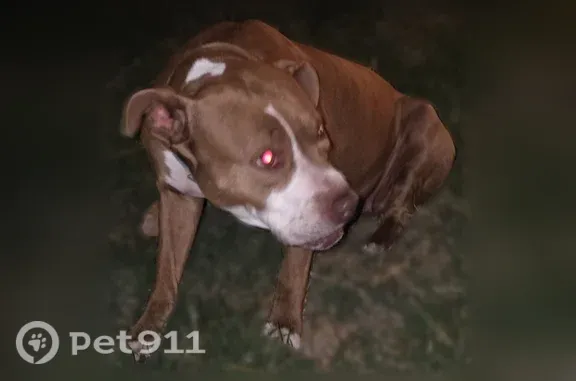 Found dog Carterville, photo: Found female dog, Lincoln Street, 911, Carterville