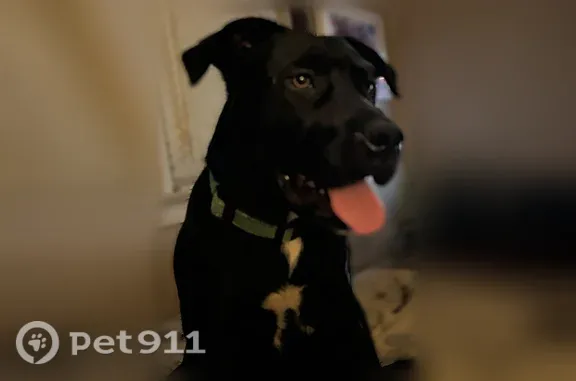 Lost male dog, Troy Built Drive, 155, Woodruff — black with white chest and toes - photo