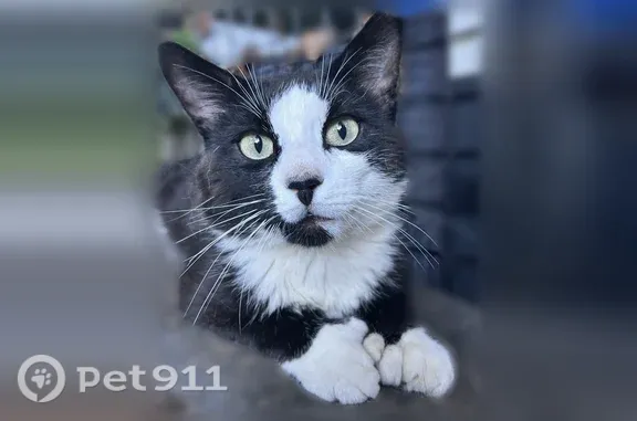 Lost cat, Pheasant Run Road, Town of Putnam Valley, Shrub Oak — male with extra toes and green eyes - photo