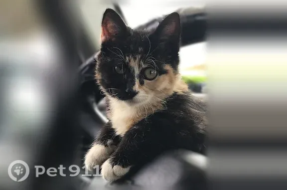 Missing cat Victorville, photo: Lost cat, Mojave Drive, 14487, Victorville — female calico tortoiseshell
