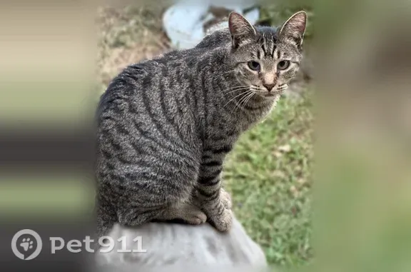 Lost cat, Harlingen Street, 3926, Dallas, Grand Prairie — female grey tabby with green eyes - photo