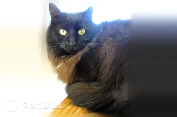 Lost cat, female, 20th Street North, Wisconsin Rapids — long-haired black cat with a white chest - photo