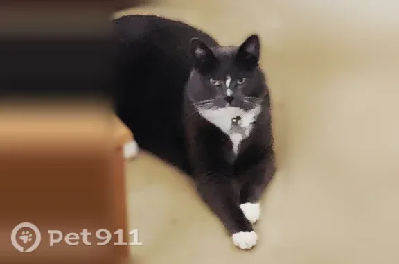Lost cat, Spyglass Trail West, 1940, Oxnard — male with white paws - photo
