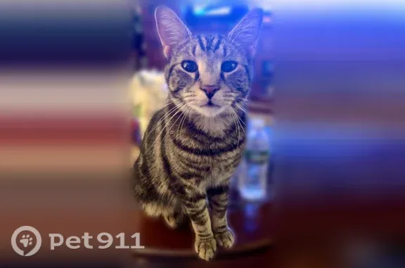 Lost male cat, Den Quarry Road, Lynn, Arlington — gray, black and white striped coat - photo