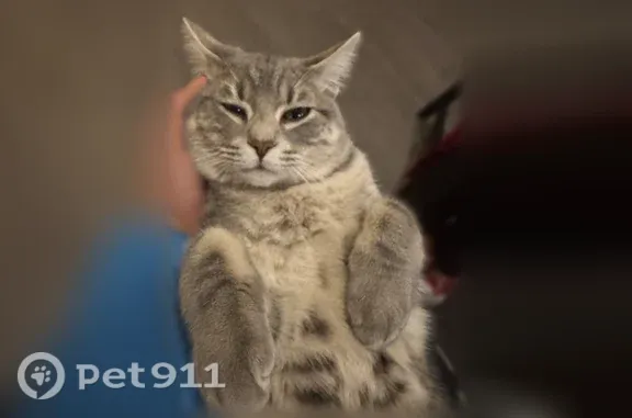 Missing cat Gilbert, photo: Lost cat, male, West Redfield Road, 1757, Gilbert — sweet and loving