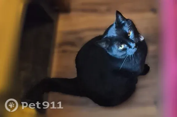 Lost cat, East 5th Street, 3530, Silver Springs — black male missing since Monday - photo