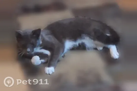Lost cat, female, Laurel Street, 425, Pottstown — white chest and belly - photo