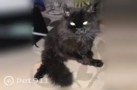 Lost Cat, South 348th Street, 914, Federal Way — male with yellow eyes - photo