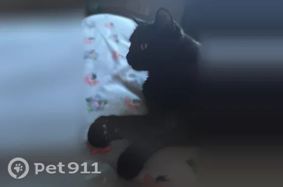 Lost Cat, Dijon Court, 28737, Menifee — black long-haired male cat - photo