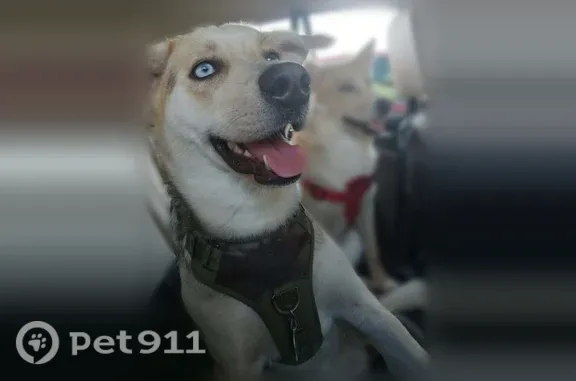 Lost dog, West Montebello Avenue, 6943, Glendale — female with mismatched eyes - photo