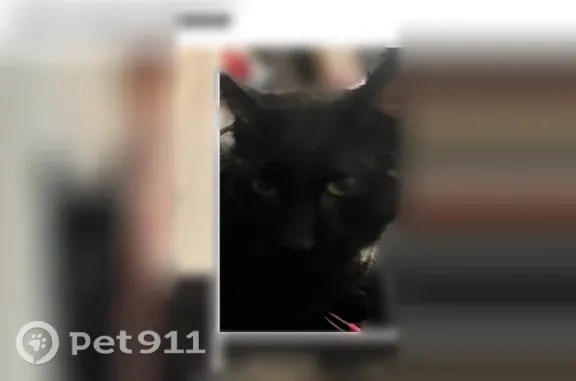 Missing cat Muscatine, photo: Lost cat, male, West 7th Street, 463, Muscatine — white chest patch and tail tip