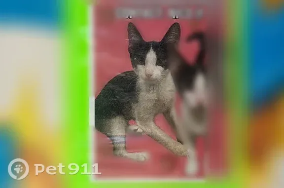 Lost cat, Esperanza Avenue, 126, Long Beach — 4-month-old female - photo