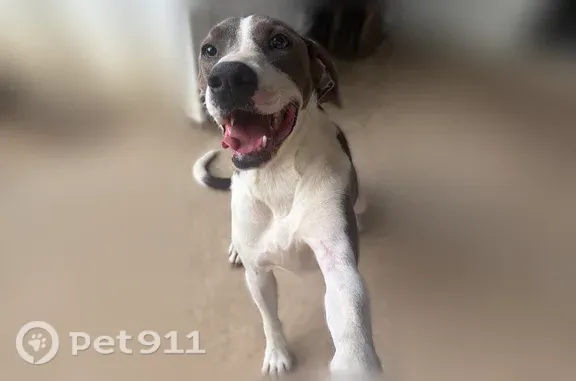 Lost dog, Highway 47, 710, Columbiana — male with huge floppy ears - photo