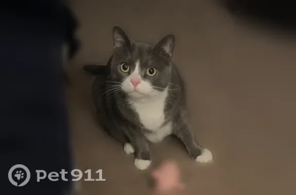 Lost cat, Fairmont Avenue, 16, Patchogue, Washington — female, gray and very friendly - photo