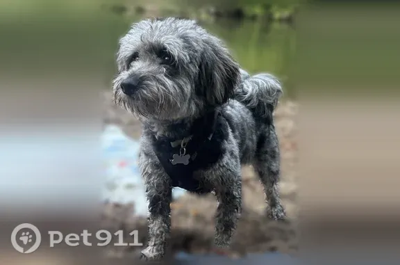 Lost dog, Red Lion Road, 240, Southampton Township, Blackwells Mills — female with black and gray fur - photo