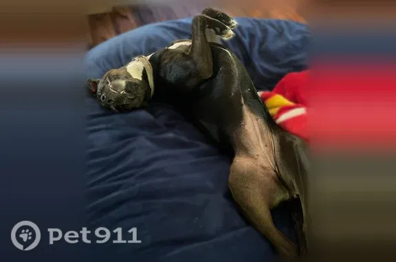 Lost female dog, Barco, North Carolina, Moyock — friendly black Lab mix - photo