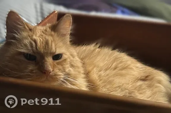 Lost male cat, Ossipee Trail, 592, Limington, Cornish — elderly with green eyes - photo
