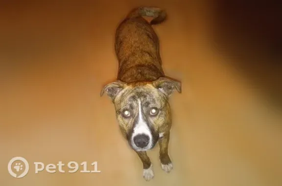 Lost dog, Gin Road, 385, Michie — male brindle pit bull named Hank - photo