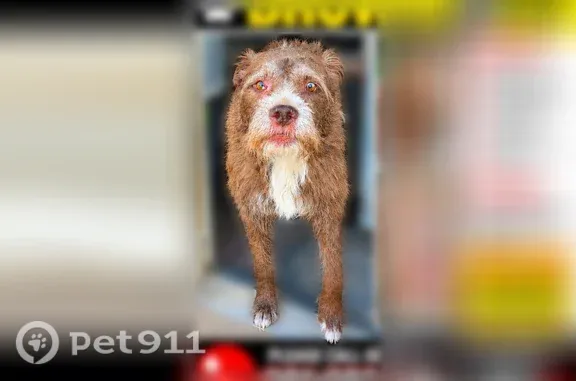 Lost dog, male, Jacob Drive, 8416, Memphis, Arlington — friendly with two-colored eyes - photo