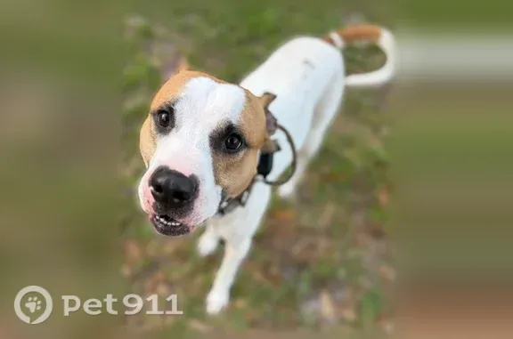 Lost male dog, Academy Road, 542, Nashville — gentle with dogs and cats - photo