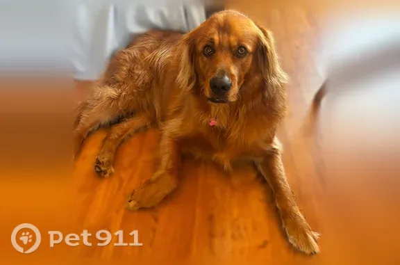 Lost dog, Central Avenue East, 110, Jamestown — female golden retriever - photo
