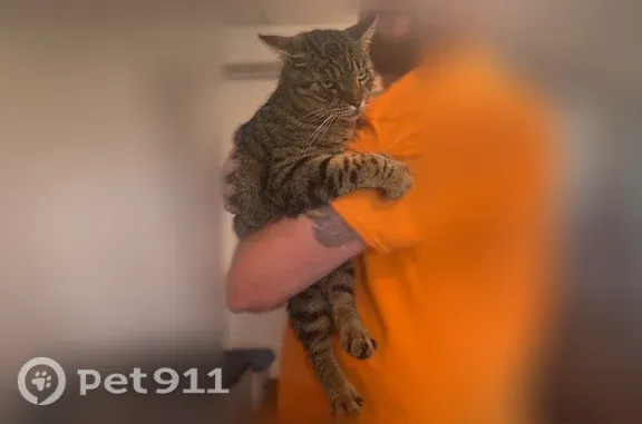 Lost male cat, Blanding Boulevard, Florida, Orange Park - photo
