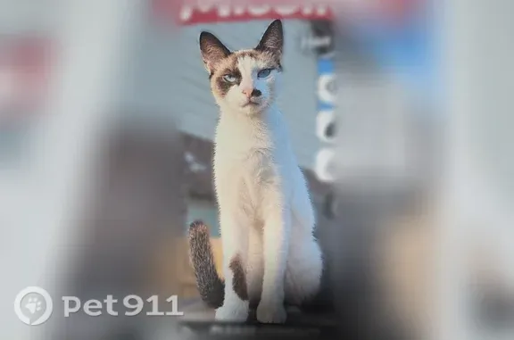 Lost male cat, Houston — Siamese with dark ears - photo