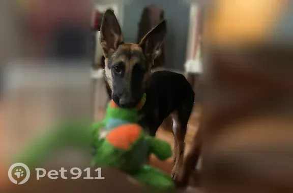 Lost dog, Zany Dr & SC-252, South Carolina 29692, USA, Ware Shoals — female German Shepherd puppy, 7 months old - photo