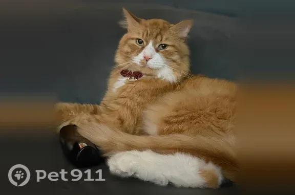 Lost cat, Woodside Avenue Exd, Danbury — male with white paws and light green eyes - photo