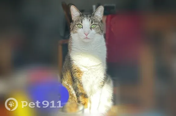 Lost male cat, Hull Street, 125A, Brooklyn — tabby with white underbelly - photo
