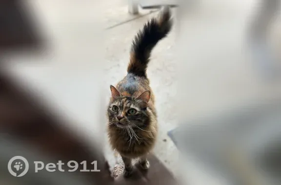 Lost female cat, Becker Road, 7153, St. Louis — small and fluffy - photo